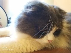 -李小姐の猫咖啡馆(五角场店)