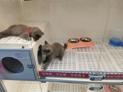 -lincat·猫舍(广州店)