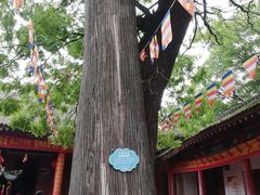 -少华山国家森林公园