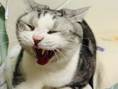 -平行世界·猫咖(首经贸店)