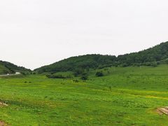 -关山草原
