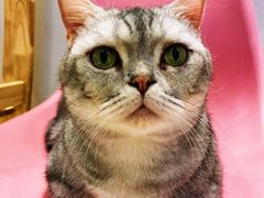 -momokira米努特·德文卷毛猫·棉花面纱犬