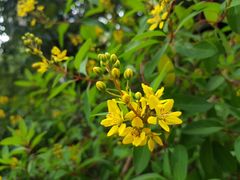 -九龙公园