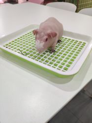 -Moni星球萌宠·小马宝莉·灵蛇·高端高阶全萌宠互动体验俱乐部(红豆国际广场店)