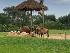 -北京野生动物园