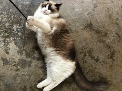 -喵屿·大理花园猫咖