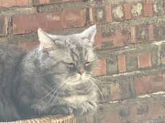 -豆逗聊愈猫阁Easy Life