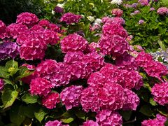 -墨尔本皇家植物园