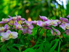 -上海辰山植物园