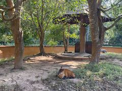 -野象谷景区