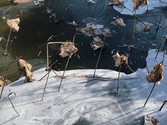 -长兴太湖图影湿地文化园