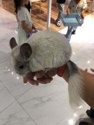 -Moni星球萌宠·小马宝莉·灵蛇·高端高阶全萌宠互动体验俱乐部(红豆国际广场店)