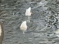 -横道河子东北虎林园