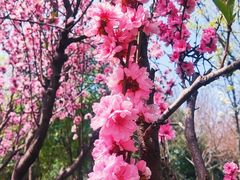 -洨河生态公园