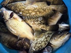 -ZF Seafood Restaurant 卓峰海鲜餐