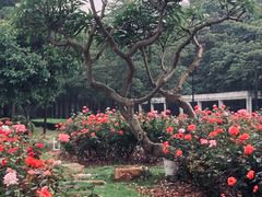 -顺德职业技术大学