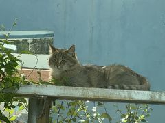 -青藏高原野生动物园