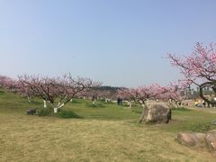 -秀丽东方