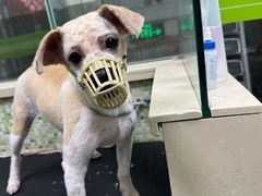 -瑞鹏宠物医院·微创内窥镜·骨外科·牙科(翠竹分院)