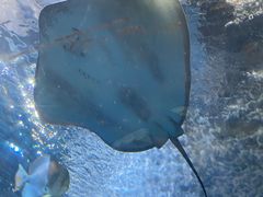 -太平洋海底世界