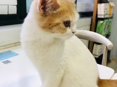 -喵的天空名猫咖啡馆·撸猫·猫舍·用品