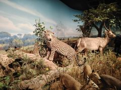 -陕西自然博物馆