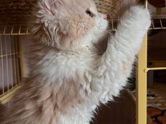 -柚子猫舍·精品猫舍购猫·猫咪认养·购宠·宠物店