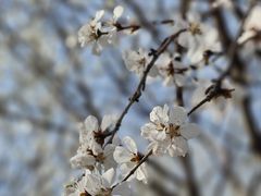 -桃花堤公园