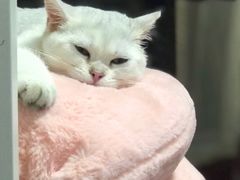 -壹迦桌游·血染钟楼剧本杀狼人杀