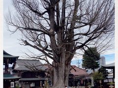 -医王山·飞騨国分寺