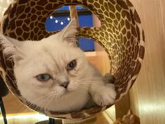 -猫腻·猫咖·撸猫馆(星光大道店)