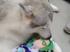-星多哈·狗咖·拼豆·咖啡