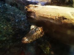 -瑞普利水族馆