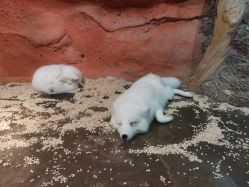 -Zoolung Zoolung动物主题公园(海信广场店)