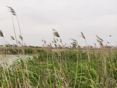 -盐城丹顶鹤湿地生态旅游区
