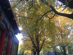 -四川大学(华西校区)