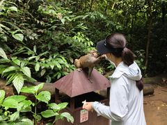 -西双版纳原始森林公园