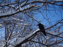-北海道厅旧本厅舍(旧本庁舎)