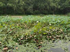 -云岗森林公园