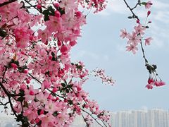 -莫愁湖公园