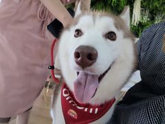 -Husky Go! 哈士奇体验馆·宠物咖啡厅狗咖