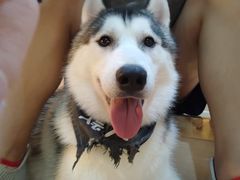 -Husky Go! 哈士奇体验馆·宠物咖啡厅狗咖