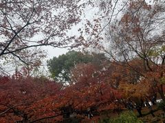 -秋霞圃