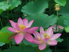 -莲花池公园