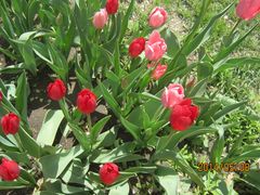 郁金香-长春公园(普阳街道)