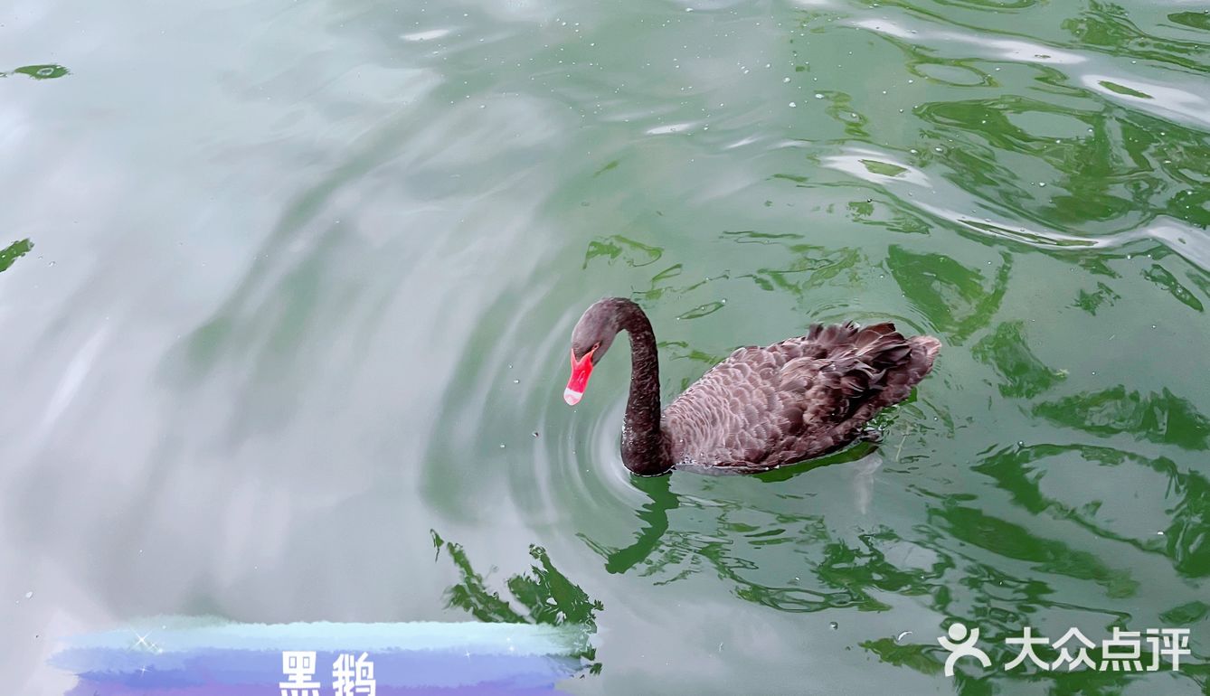 广州动物园20元门票，超抵，还要什么长隆野生动物园！