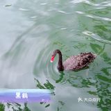 广州动物园20元门票，超抵，还要什么长隆野生动物园！