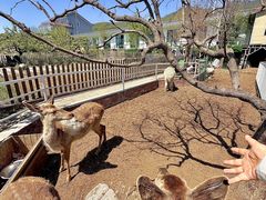 -丽泽山庄·生态怀柔菜·虹鳟鱼(红螺寺店)