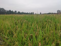 -中国天府农业博览园