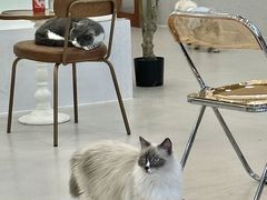 -共舞时光猫咖·狗咖(新街口店)